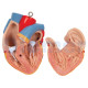 Gliederpuppe Torso Gliederpuppe 24 Teile Mit Offenem Rücken